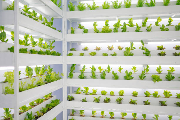 istock sustainable agriculture and efficient plant growth, ideal for eco-friendly and technology-driven farming 2191815851