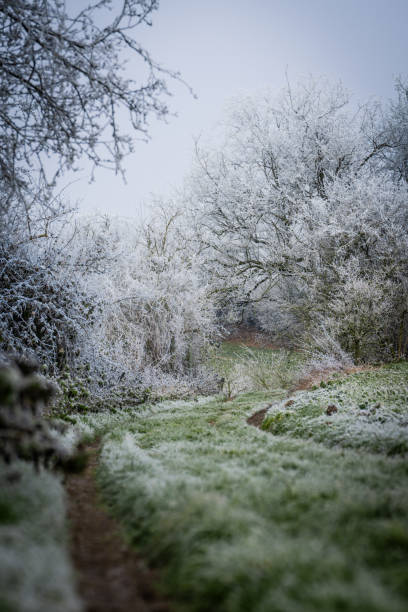 istock Frozen trees on a very cold Winter day 2191817160