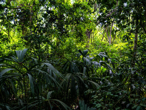 istock Rainforest in the Tayrona National Park (Parque Nacional Natural Tayrona) in Colombia. 2191817190