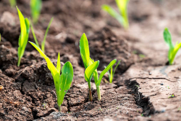 istock corn new sprout, new corn crop in the field in spring, corn plants germinate grow in a field 2191817735
