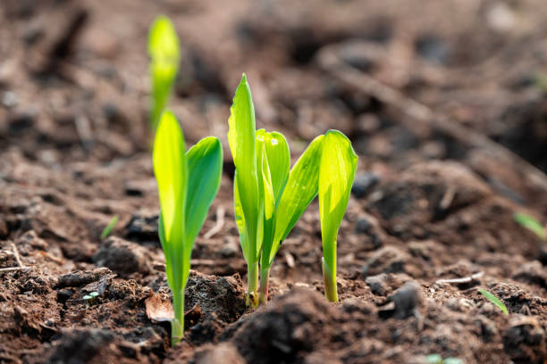 istock corn new sprout, new corn crop in the field in spring, corn plants germinate grow in a field 2191817739