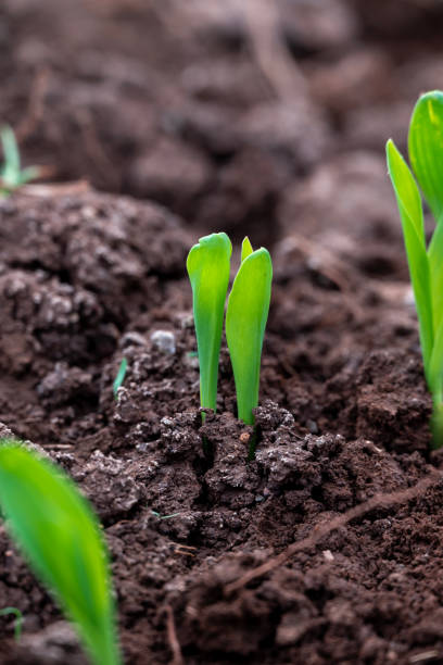istock corn new sprout, new corn crop in the field in spring, corn plants germinate grow in a field 2191817758