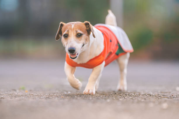 istock Alert jack russell terrier standing outdoors 2191819383