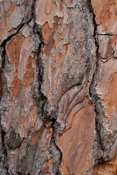 istock bark texture of Pinus Pinea L. pine trunk 2191820130