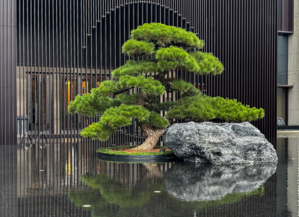 Bosai and water reflection in a garden