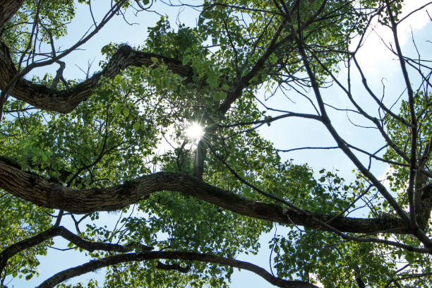 istock A blue sky spreading through the leaves of a camphor tree. 2191822765