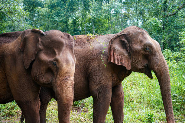 istock Pair of Asian Elephants passing through Jungle Clearing 2191824143