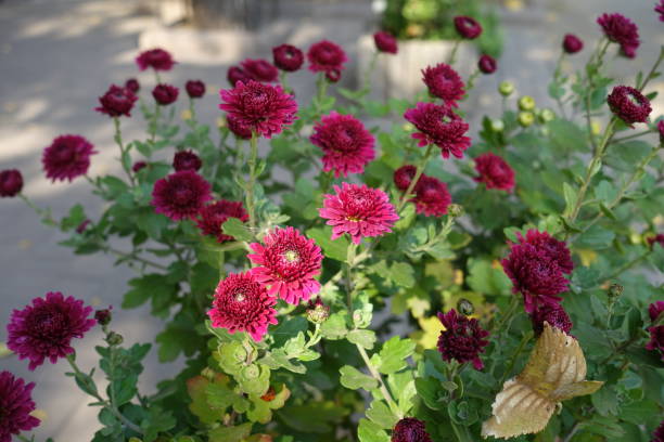 istock Button Chrysanthemums with magenta colored flowers in mid October 2191824711