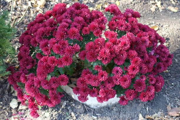 istock Bush of magenta colored Chrysanthemums in full bloom in October 2191824717