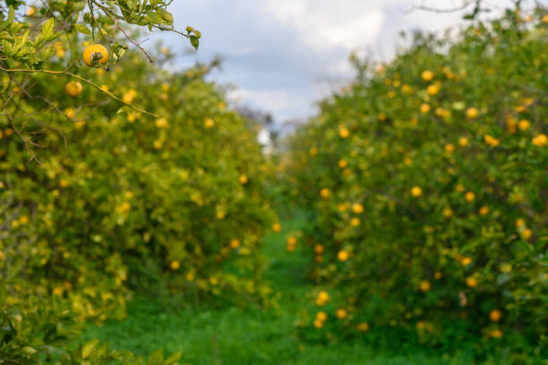 Tangerine sunny garden with green leaves and ripe fruits. Mandarin orchard with ripening citrus fruits. Natural outdoor food background