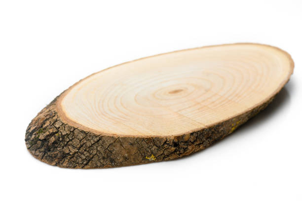 istock Discovering the beauty of a natural wood slice for artistic projects or rustic decor inspiration 2191825102