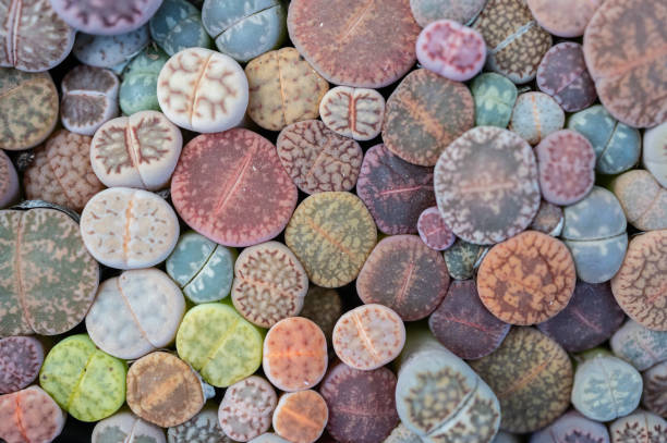 Lithops is interesting plants from southern Africa and become popular with growers of succulents and unusual plants.