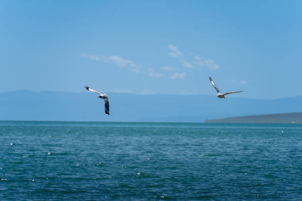istock Seagulls glide low over the sea 2191827125