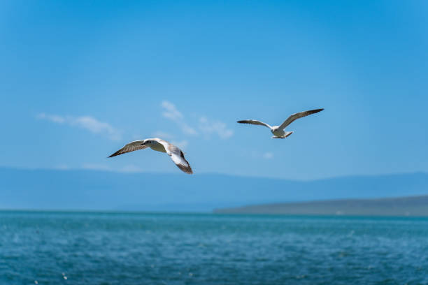 istock Seagulls glide low over the sea 2191827288