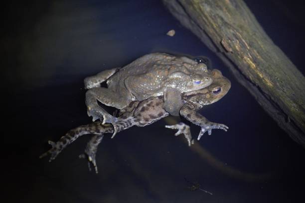 Common European toad pair mating in a pond
