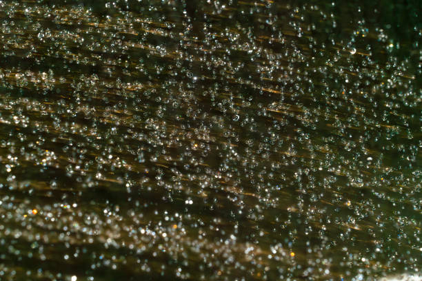 Numerous small water droplets shimmer on a textured surface, reflecting light in an intricate pattern. The bright setting enhances the beauty of the scene.
