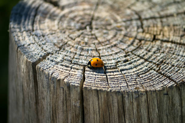 A Ladybug climbs confidently up the finger of a person's hand. The ladybug was walking, lost, up a tree trunk. Image taken in La Cañada-Herradón de Pinares, Avila (Castilla y León-Spain).