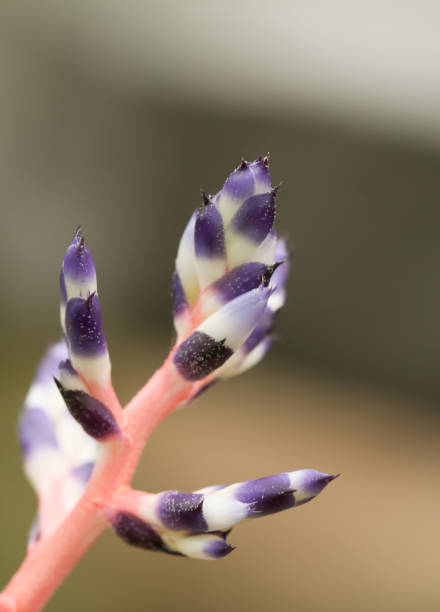 Almost art as beautiful as this plant is, with bright colors and a beautiful print, the Aechmea plant