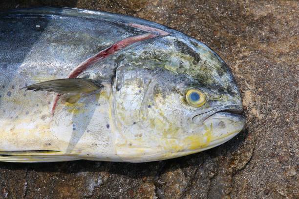 istock Common dolphinfish in Buzios, Brazil 2191834822