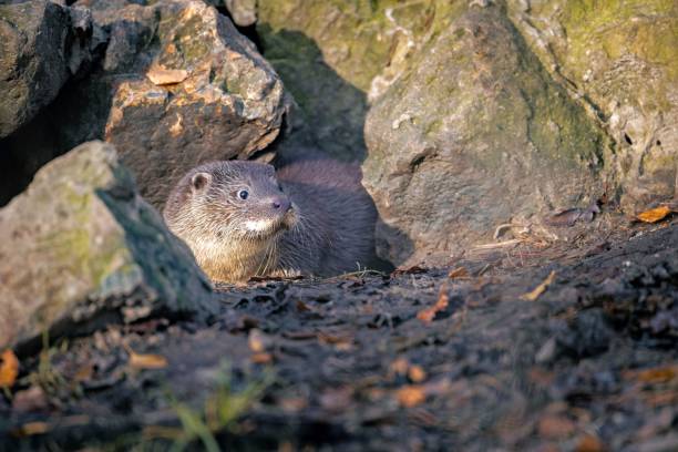 istock Otter in natural habitat among rocks. 2191836349