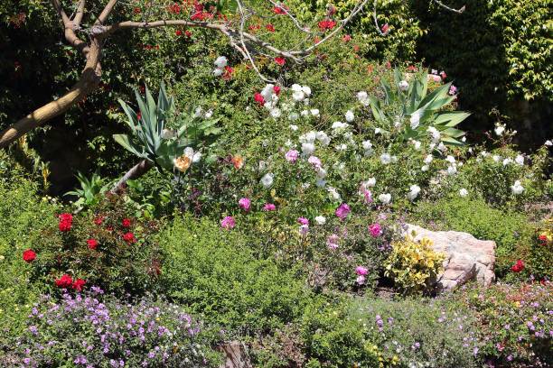 istock Rose garden in Malibu 2191837704