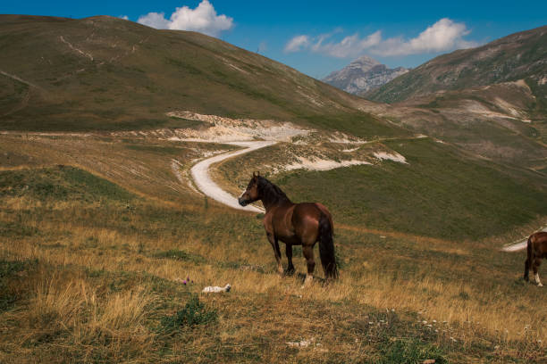 Wild horse on a grassy hillside, framed by serene mountains and winding trails. A stunning scene that captures the harmony of nature.