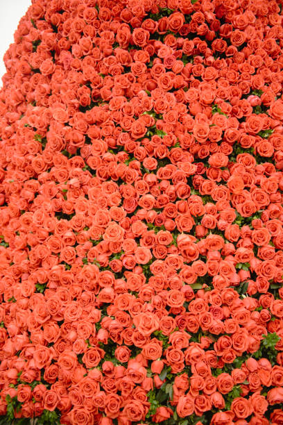 istock Vertical display of red roses fresh cuts with leaves stack on decoration wall picture at flower festival in Hanoi, Vietnam, beautiful romantic flower as symbol of love, seasonal background, design 2191840843