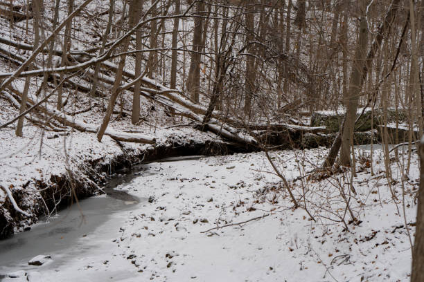 A frozen river view in a park or forest, surrounded by bare trees and fallen leaves in winter.