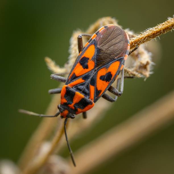 istock Colorful insect on a twig 2191843933