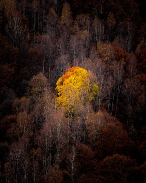 istock Vibrant Yellow Tree in Autumn Forest 2191843951
