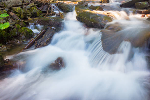 water flow of shypit stream. zen ecosystem. summer nature scenery in dappled light. closeup view of refreshing outdoor background. carpathian energy