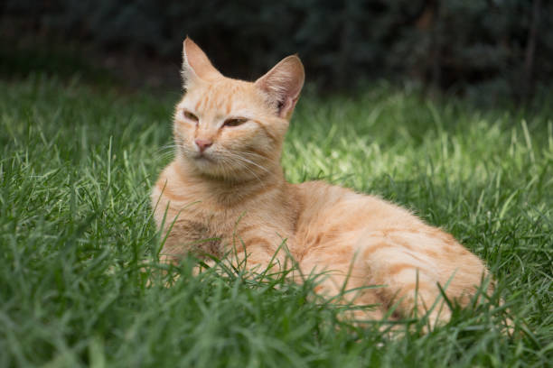 A ginger tabby cat rests in a grassy area. \n\n\nThe cat is a light orange-tan color, with subtle darker stripes. Its fur appears smooth and short. The cat's head is turned slightly to its right, and its ears are pricked up.  It is lying on its side, with its front legs slightly tucked under its body. \n\n\nThe grass is a vibrant green, with varying lengths of blades. The background is out of focus, with a dark, slightly blurred area behind the cat, suggesting trees or bushes. The lighting suggests an outdoor setting during the day.