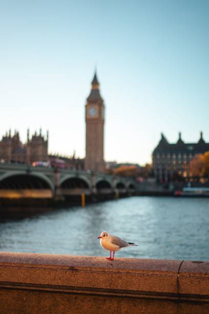 Seagulls in the evening light in front of the Houses of parliament, London, UK