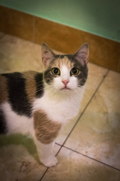 istock Close-up view of a calico kitten on a light beige tiled floor. 2191844488