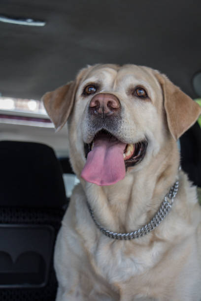 The image features a Labrador Retriever with its tongue out, showcasing a playful and happy demeanor. The dog is indoors and wearing a collar, suggesting it is well cared for. The setting appears to be near or in a car, adding to the casual and fun atmosphere of the photo.