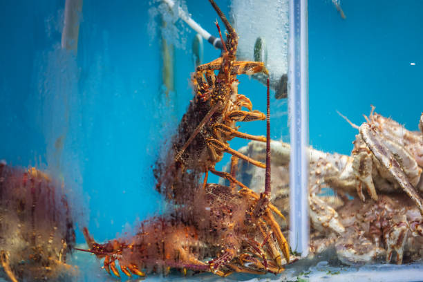 istock Fish market, lobsters in the restaurant pool. 2191845172