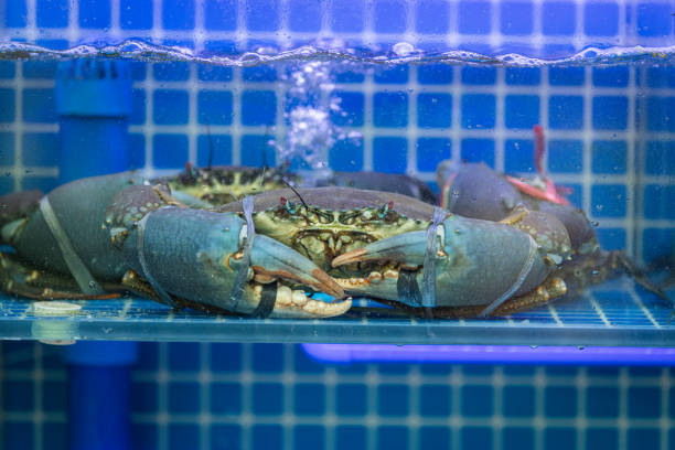 Asian street food, live crab waiting to be cooked in the restaurant.\nSingapore city.