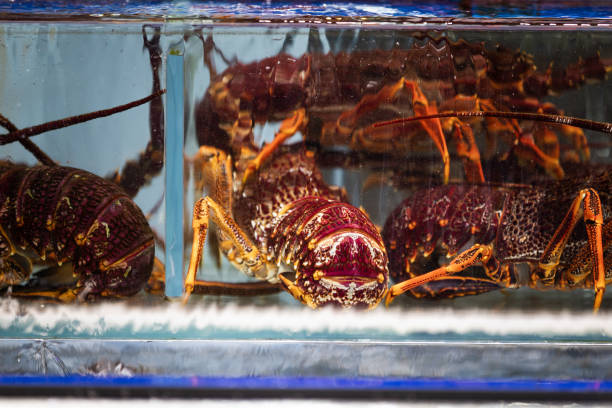 Asian street food, live lobsters waiting to be cooked in the restaurant.Singapore city.