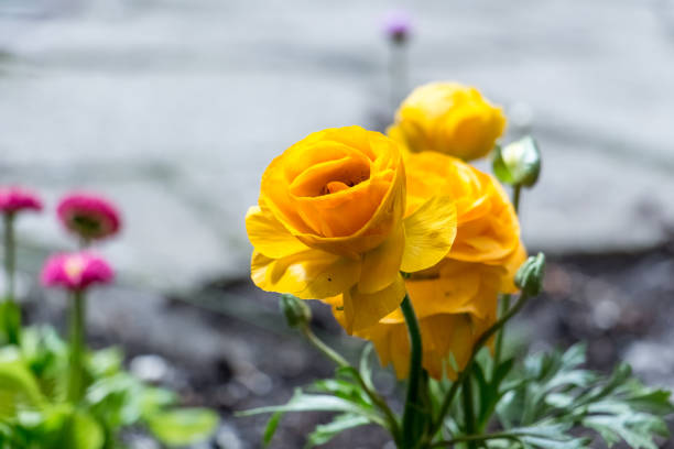 Close-up of several yellow ranunculus flowers. \n\nThe foreground is filled with the flowers, their petals a vibrant, slightly orange-tinted yellow, exhibiting a ruffled or slightly wavy texture. Several flowers are clustered together, and there are visible buds in various states of development. \n\nThe stems and leaves of the plants are a light green.  The leaves appear finely divided.\n\nThe background is out of focus, suggesting a garden or outdoor setting;  a blurry area of gray earth and stones, combined with other small pink flowers are visible in the background in different levels of focus. A small, blurry, violet-purple flower is visible slightly to the left of the ranunculus.