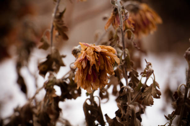 Close-up view of withered flower stems and blossoms. \n\n\nThe flowers are a pale, dried-out orange-brown color, and the petals appear fragile and somewhat crinkled. The leaves are also dried and brown, with a texture suggestive of dehydration. They are attached to light brown, thin, woody stems.\n\n\nThe background is out of focus, with a soft and muted grayish-brown/tan tone. This suggests a potential winter or fall scene, with little or no bright light. Light snow or frost is hinted at.\n\n\nThe overall impression is one of the end of the growing season, or a plant that is slowly dying back in colder weather. The shallow depth of field focuses on the central floral cluster, with the rest of the plant and background blurred.