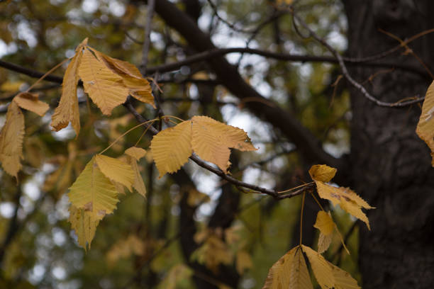 istock Close-up view of autumn leaves on a tree branch. 2191845519