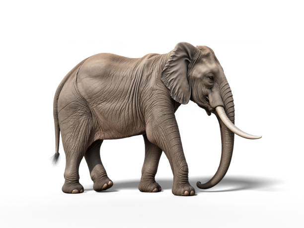 Realistic 3D render of an African elephant with large tusks. 3d render