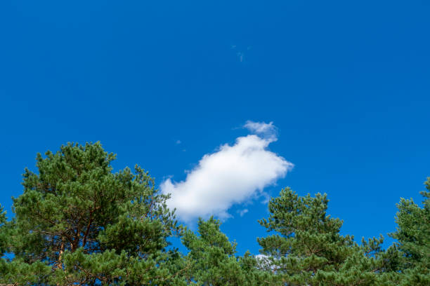 Blue sky and white clouds above green treetops. Looking up.