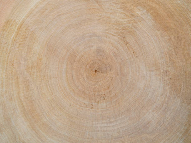 istock Tree trunk cut. Wood texture, annual rings. Wooden background. 2191848457