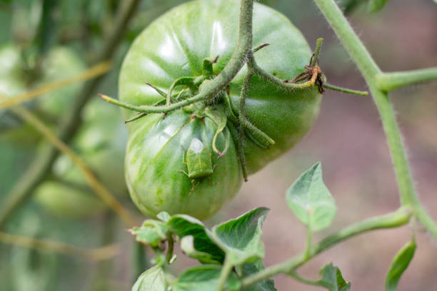 istock A green shield bug, a vegetable pest, is crawling on a green growing tomato. Pest control 2191849506