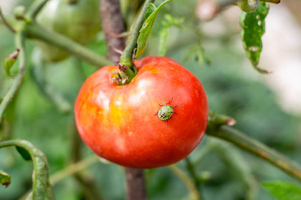istock A green shield bug, a vegetable pest, is crawling on a red ripening tomato. Pest control 2191849509