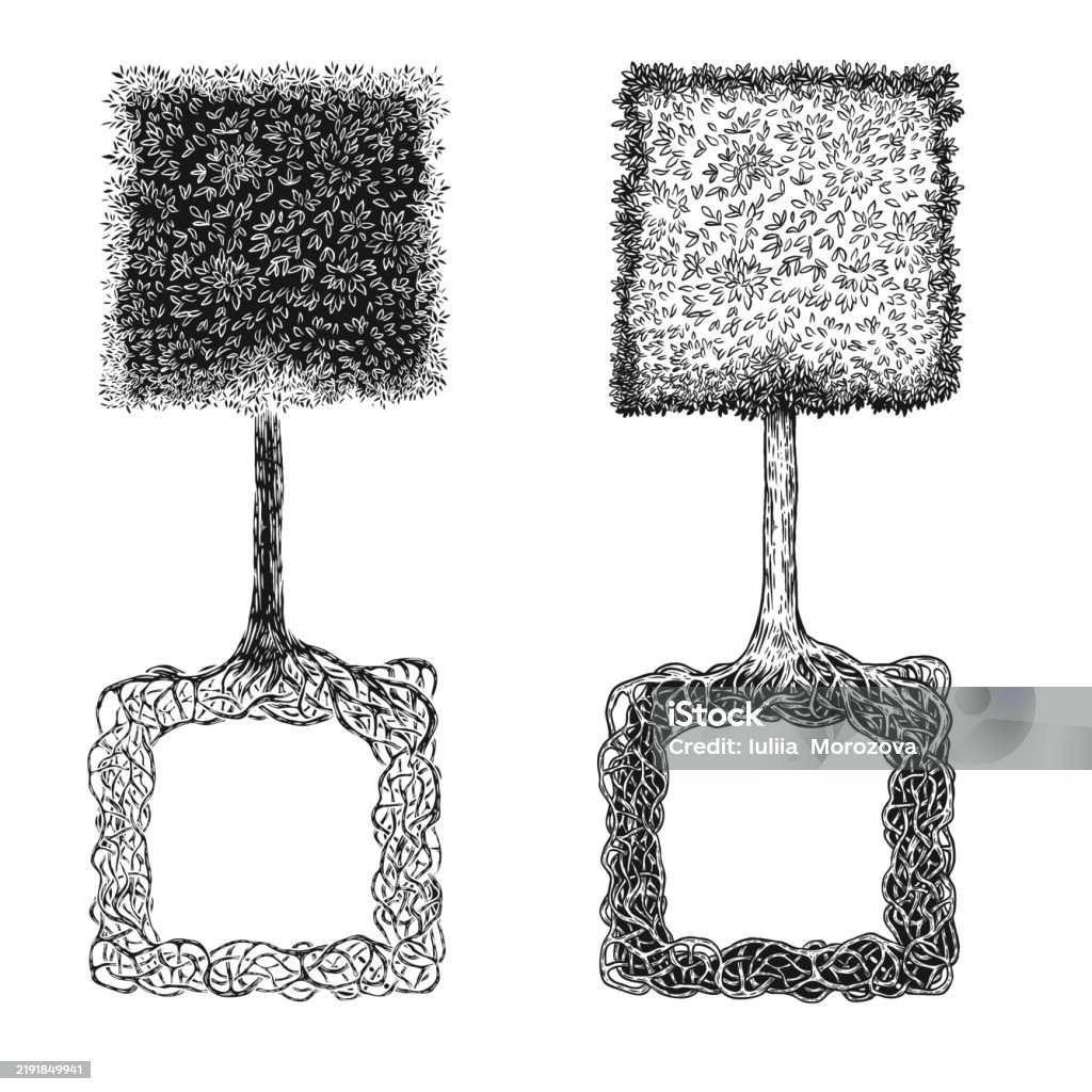 Square Shaped Tree Roots Hand Draw Tree With Square Crown And Roots In Monochrome Ink Sketch ...
