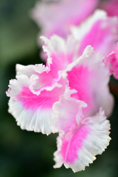 Closeup of a magenta cyclamen flower isolated against white