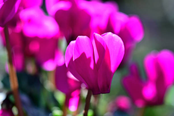 Pink Cyclamen flower from above on white isolated background