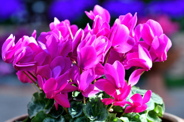 istock Cyclamen: Delicate, Upswept Blooms with Heart-shaped Leaves 2191852252